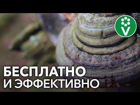 Видео: Мы покупаем ЭТО дорогое средство для защиты растений, а его можно найти в любом лесу