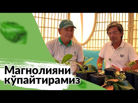 Видео: Магнолияни уй шароитида қандай кўпайтиришни биласизми?