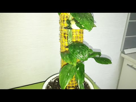 Видео: КОМНАТНЫЕ РАСТЕНИЯ(ЦВЕТЫ).ОПОРА ДЛЯ РАСТЕНИЙ С ФИТИЛЬНЫМ ПОЛИВОМ.