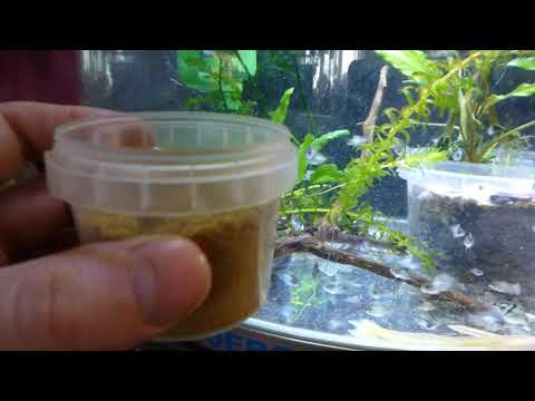 Видео: КОШАЧИЙ КОРМ для аквариумных рыб