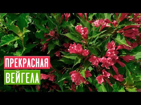 Видео: ВЕЙГЕЛА 🌺 Особенности ухода и выращивания/ Садовый гид