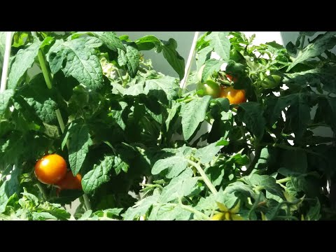 Видео: Огородик на балконе и не только. Что имеем на 21.07.22г