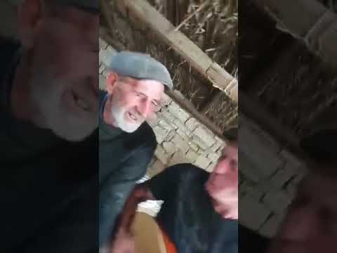 Видео: Стрижка овец
