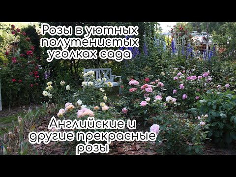 Видео: Розы в саду. Английские и другие прекрасные розы в полутенистых уголках сада