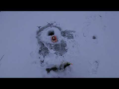 Видео: Судак на Вибы.Зимняя рыбалка на Каме