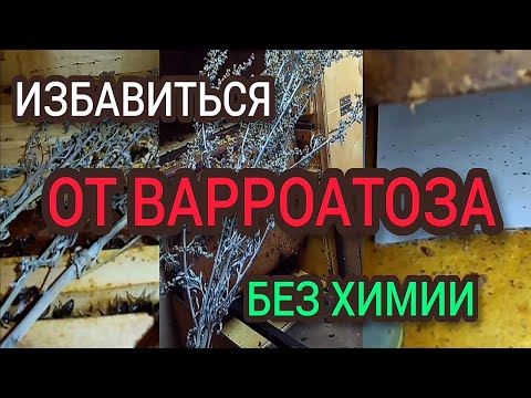 Видео: Народное средство от варроатоза пчел. Результат.