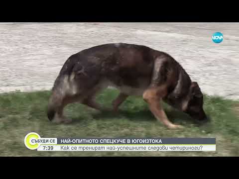 Видео: Как се тренират най-успешните следови полицейски кучета у нас? - Събуди се...(11.05.2025)