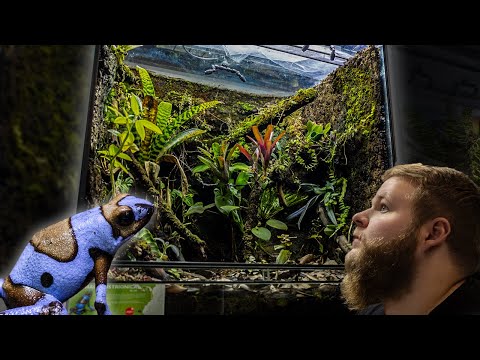 Видео: Я построил экосистему тропического леса объемом 110 галлонов (полная сборка)