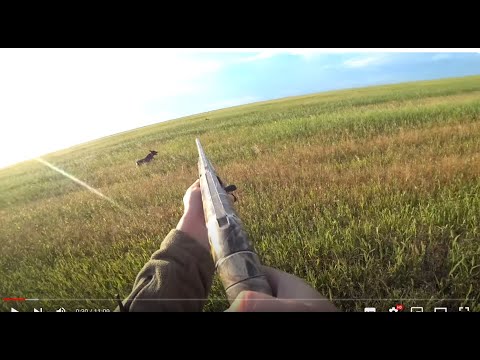 Видео: Охотимся с Геркой на перепелов и уток. Все  везде высохло. Ищем новые места.