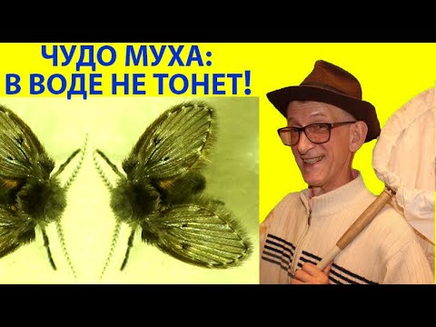 Видео: Супер Муха Бабочница в Ванной, Доме, Кухне: В Воде Не Тонет! Почему? Уникальная Муха Под Микроскопом
