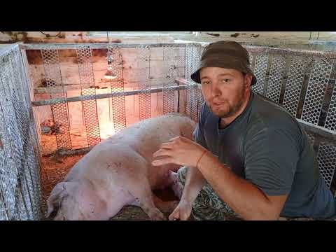 Видео: ‼️## Ответ  на вопрос блогеру Алексею ‼️Неожиданный опорос ##‼️