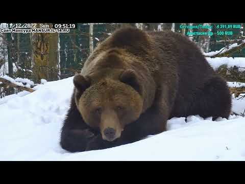 Видео: Медведь Мансур - Mansur the Bear (С папкой не скучно!!)