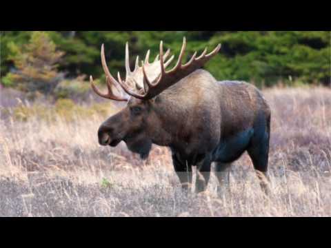 Видео: Экология. Часть 4. Биосфера
