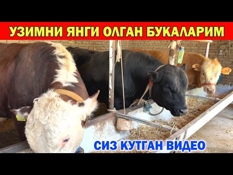 Видео: У́ЗИМНИ 🦬🦬🦬 БУКАЛАРИМГА КАНДАЙ ЕМ БЕРЯПМАН МОЛ БОКИШ СИРЛАРИ !!! ХОРАЗМ БОЗОР