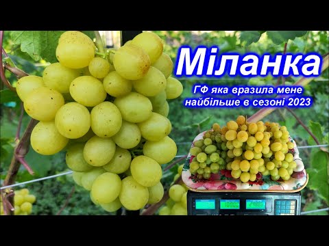 Видео: Міланка - ГФ яка вразила мене найбільше в сезоні 2023