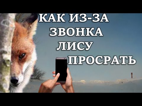 Видео: Охота на лису 2019.  ПРОТРЫНДЕЛ зверя!!!