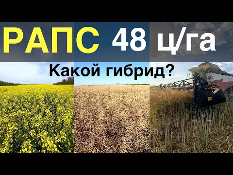 Видео: УБОРКА РАПСА 2024 | провал Мерседеса. РЕЗУЛЬТАТЫ 3-х гибридов