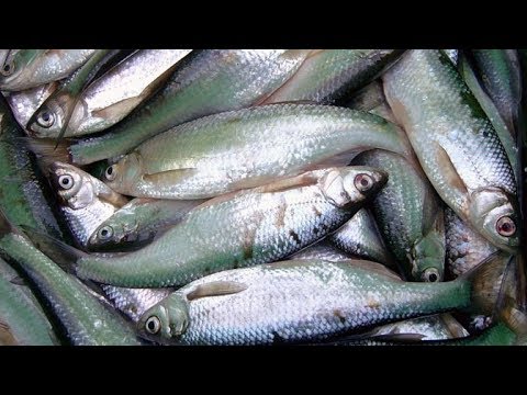 Видео: Тулва щеклея подлещик