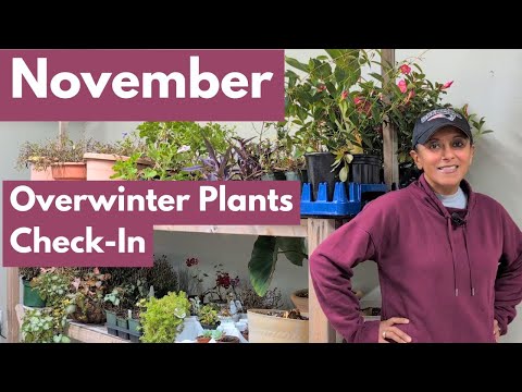 Видео: Спасение растений с помощью зимовки — ноябрьский тур и обновления