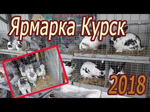 Видео: Ярмарка в Курске. Осень 2018 Куры, ути, гуси, кролики, голуби