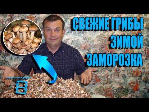 Видео: СВЕЖИЕ ОПЯТА ЗИМОЙ. ЗАМОРОЗКА ГРИБОВ НА ЗИМУ. РЕЦЕПТЫ И ЗАГОТОВКИ. ЗАМОРОЗКА ЧАСТЬ 2