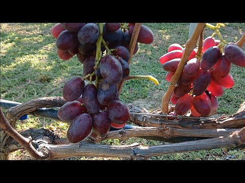 Видео: виноград Красава,Эмир и Эверест.