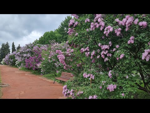 Видео: Сирени Бот.сада МГУ на Воробьевых Горах. Мой топ сортов сирени.