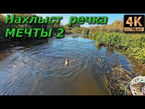 Видео: Нахлыст. Речка мечты, от "рассвета" и до ямы...