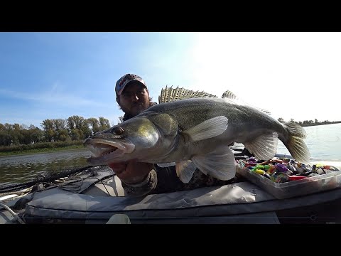 Видео: ВОТ ЗА ЭТИМИ МОНСТРАМИ Я СЮДА И ЕХАЛ!!Трофейная рыбалка на Оби, Крупная щука,судак,джиг.