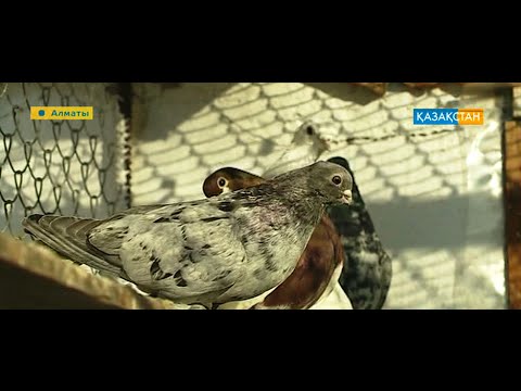 Видео: Көгершін асыраушы - Данияр Нұрсейітұлы