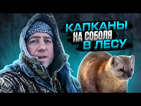Видео: Тайга лес, капканы на соболя! #капканынасоболя #соболь