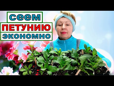 Видео: Посеял одно семя ПЕТУНИИ, а получил 10 кустов рассады. Как вырастить ?
