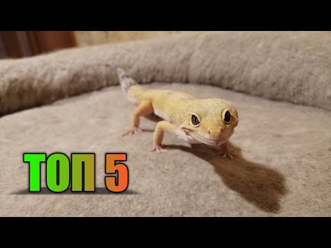 Видео: ТОП 5 ЧАСТО ЗАДАВАЕМЫХ ВОПРОСОВ О ЭУБЛЕФАРАХ