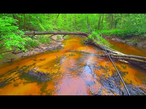 Видео: ЛЕСНАЯ МИКРО-РЕЧКА! Я ждал этой рыбалки в диких местах! Разведка по щуке! Рыбалка на спиннинг!