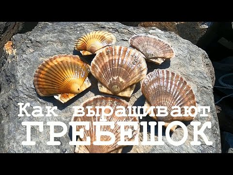 Видео: Как выращивают гребешок. Морская ферма в бухте Витязь (Приморский край)