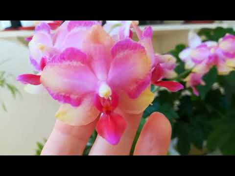 Видео: #PHALAENOPSIS ТАЙСУКО ДЖАСПЕР И МОЯ ЗЕЛЁНАЯ СТЕНА❣️😍👍❤️#ORHIDS #ORJIDEA #FLOR ❤️🧡💛❣️🌸🌱🦋✌️