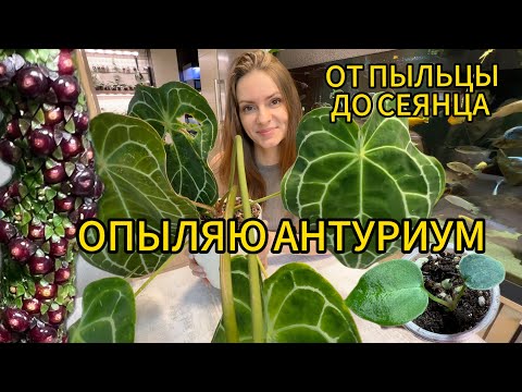 Видео: ОПЫЛЕНИЕ АНТУРИУМА | ПЕРЕСАДКА СЕЯНЦЕВ