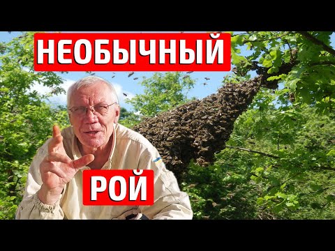 Видео: Роение пчел Признаки роения пчел Противороевой метод не сработал В чем причина