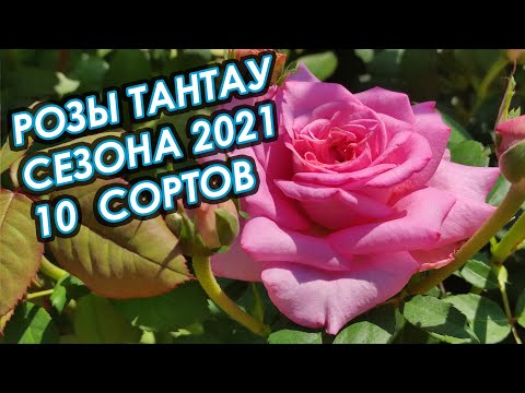 Видео: Розы Тантау Roses Tantau, 10 сортов