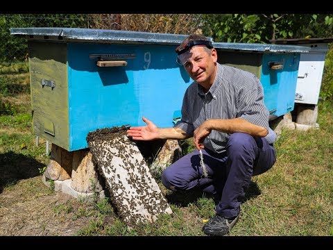 Видео: Отбор маток | Объединение нуклеусов с семьей