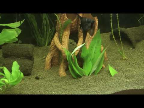 Видео: Запуск аквариума для Золотых , пересадка растений в аквариум для скалярий и еще много интересного