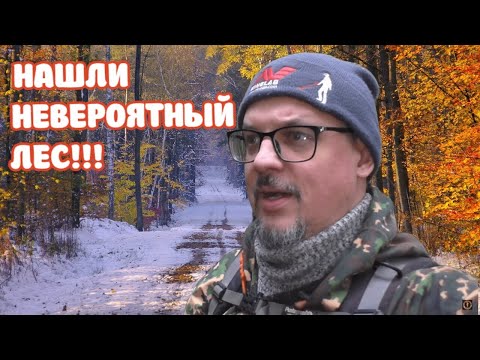 Видео: НЕВЕРОЯТНЫЙ РАЗГРОМ ЛЕСА! НАХОДКИ В НОВЫХ МЕСТАХ!