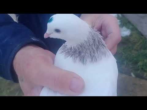 Видео: В гостях у легендарного голубевода Виталие Щтирбу!!Коллекцыя мраморошеек