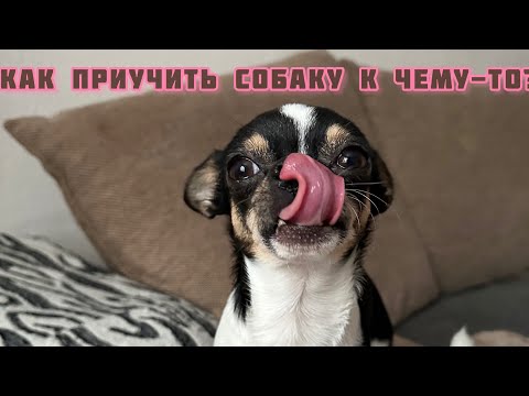 Видео: КАК ПРИУЧИТЬ СОБАКУ К ЧЕМУ-ТО?ВОЛЬЕР ЭТО НЕ КЛЕТКА!МНЕНИЕ О РАЗНЫХ МЕТОДАХ ВОСПИТАНИЯ СОБАК.Чихуахуа