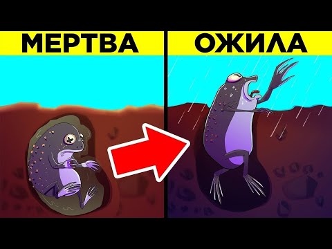 Видео: Самые Поразительные Животные В Мире