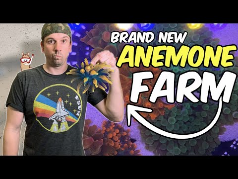 Видео: Начало работы над фермой по выращиванию пузырчатых анемонов — разведение клоунов и многое другое!