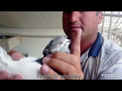 Видео: teddy @umidtoy 28 мая 2023 г.