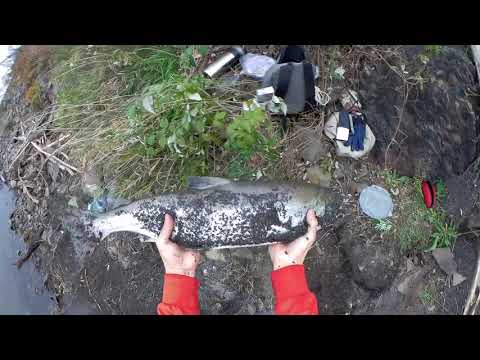 Видео: КЕТА НА РЕЗИНКУ! РЫБАЛКА НА АМУРЕ.