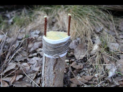 Видео: Прищепка плодовых деревьев | Прививка за кору