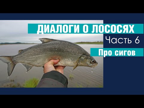Видео: Диалоги о лососях. Часть 6. Про сигов